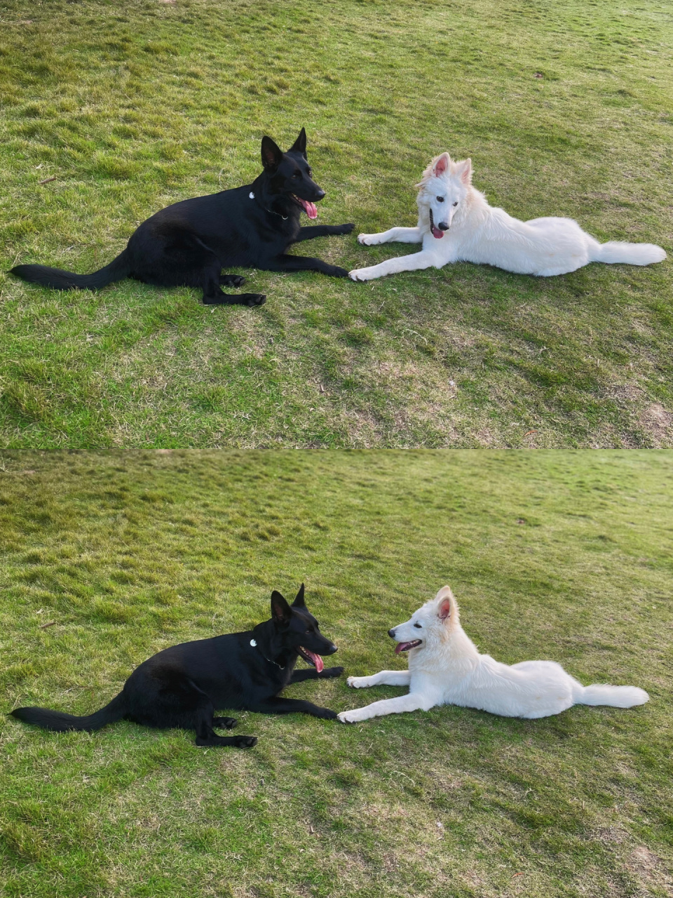 伊万x顺顺=万事顺遂cp  x  黑白配当然是等于快乐啦 温柔斯文弟弟&