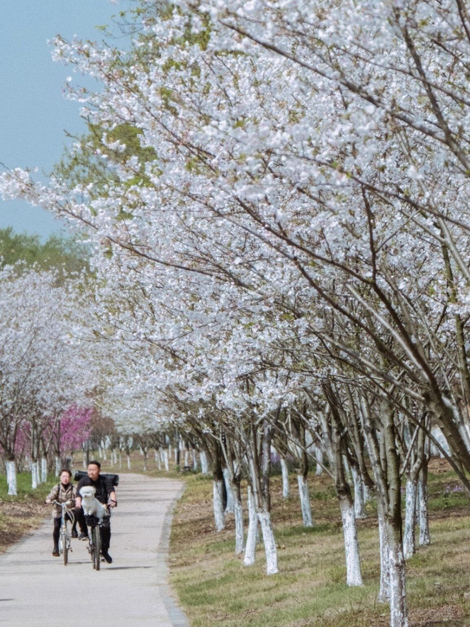 盐官百里钱塘生态绿带图片