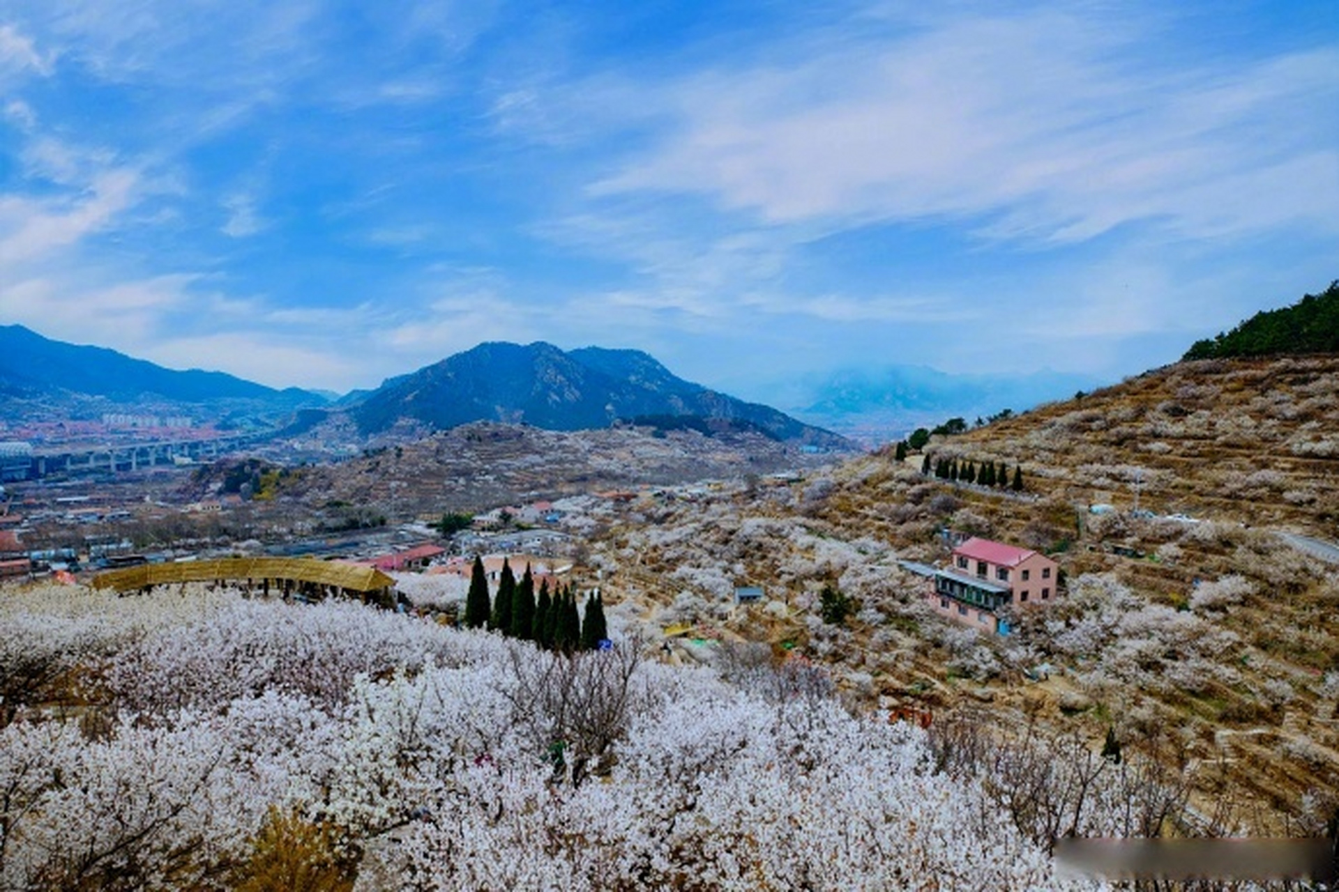 最in山东打卡地# 北宅街道大崂樱桃山谷内漫山遍野的樱桃花,层层瓶