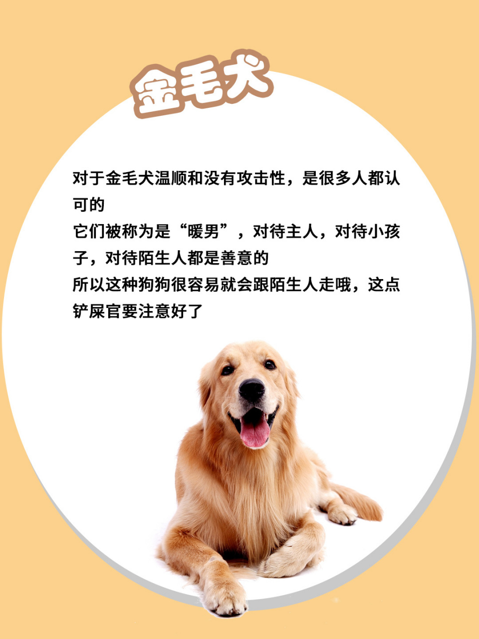 它们总是能够相处得很好 而且这种狗非常适合公寓饲养,运动量不大