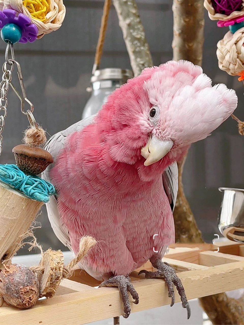 小可爱火了呀 谢谢大家的喜爱06 放一组粉红巴丹的美照～ 	 (坐标