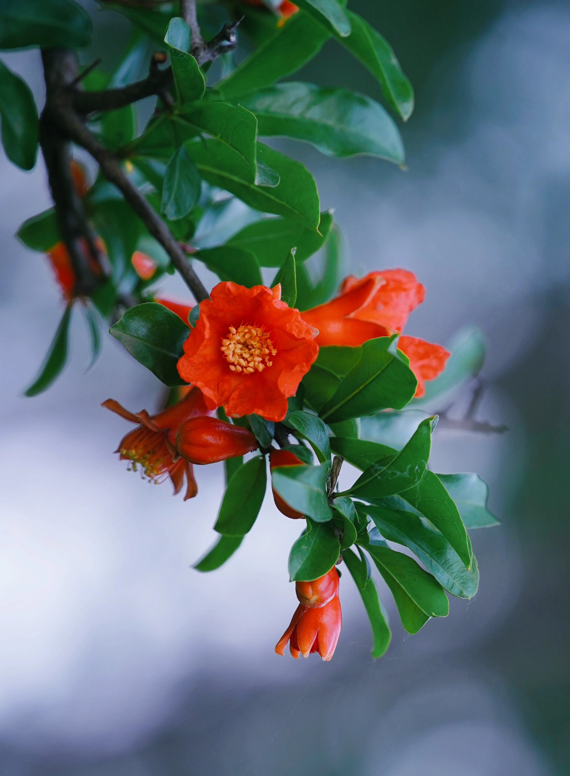 石榴花品种大全大图图片