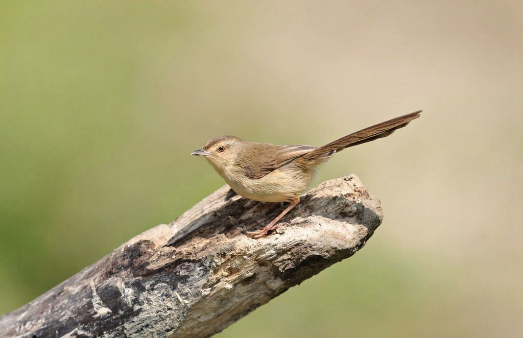 第二十种鸟:纯色山鹪莺
