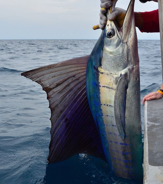 海洋"三剑客":剑鱼/旗鱼/枪鱼951505