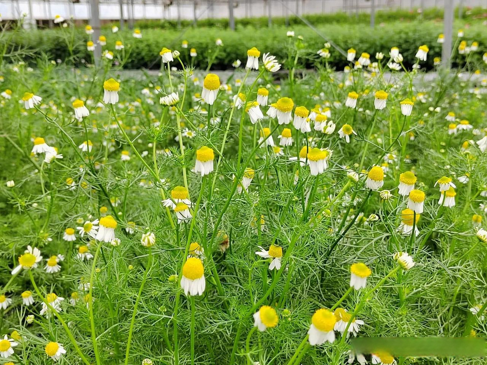 罗马洋甘菊.多年生菊科春黄属草本植物,罗马洋甘菊羽状复叶具有香气,