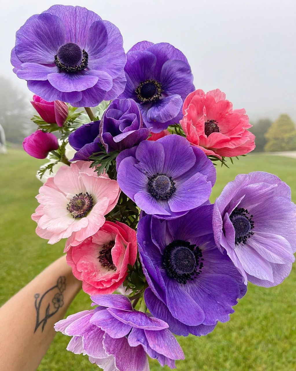 认识鲜花 | 银莲花anemone 银莲花是以色列的国华花,属于毛茛科的