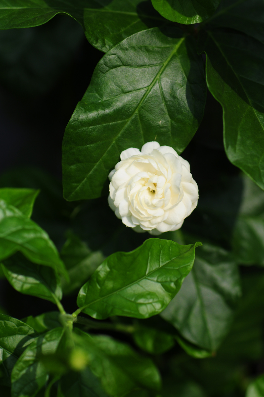 虎头茉莉花好大,好重,好香