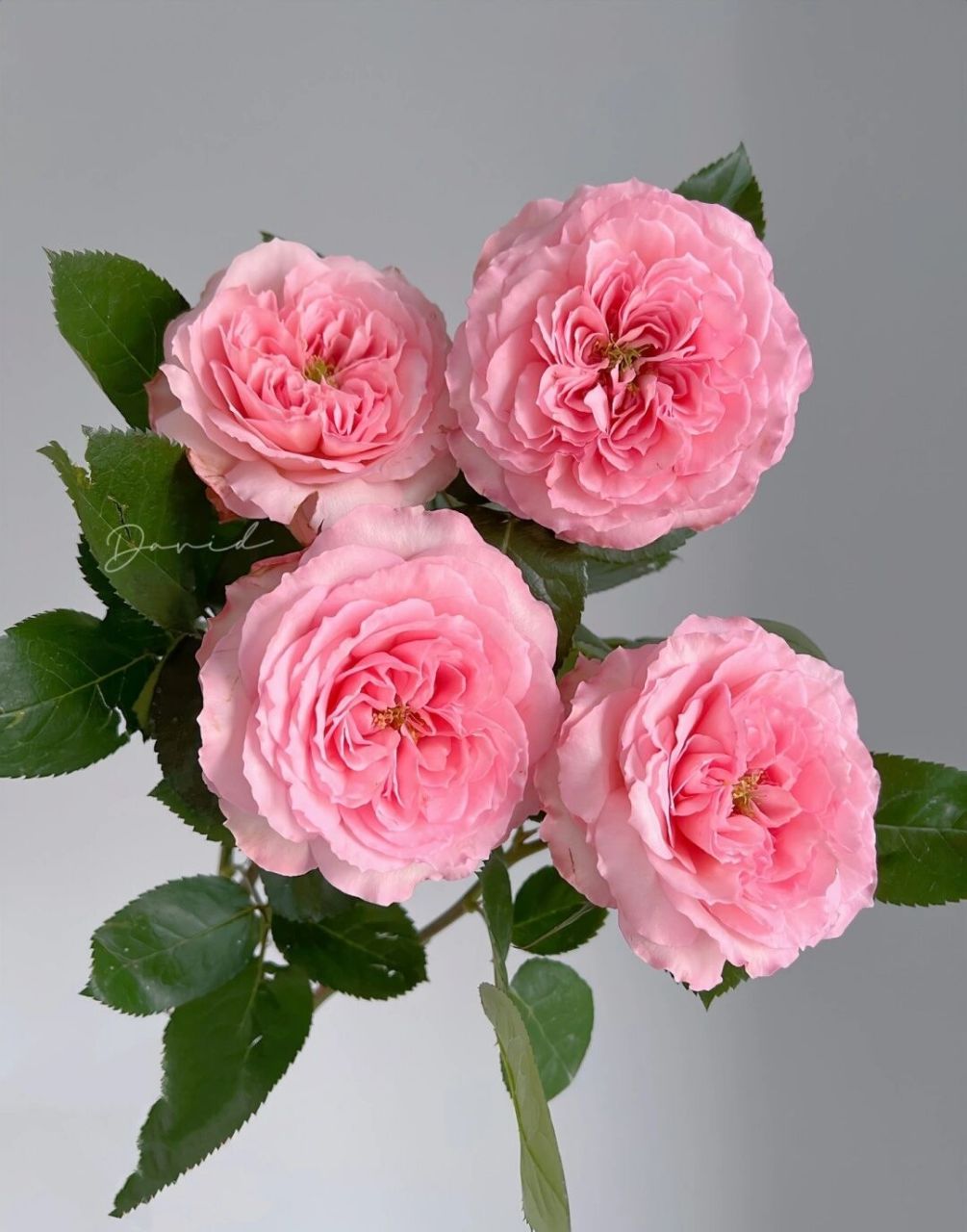 认识一种花065/粉梅拉 76花材:粉梅拉 76别称:肯尼亚粉梅拉玫瑰