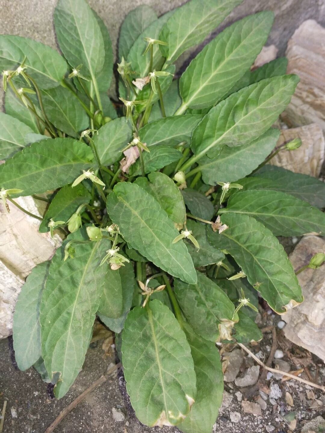 几种不起眼的草药对白癜风有奇效