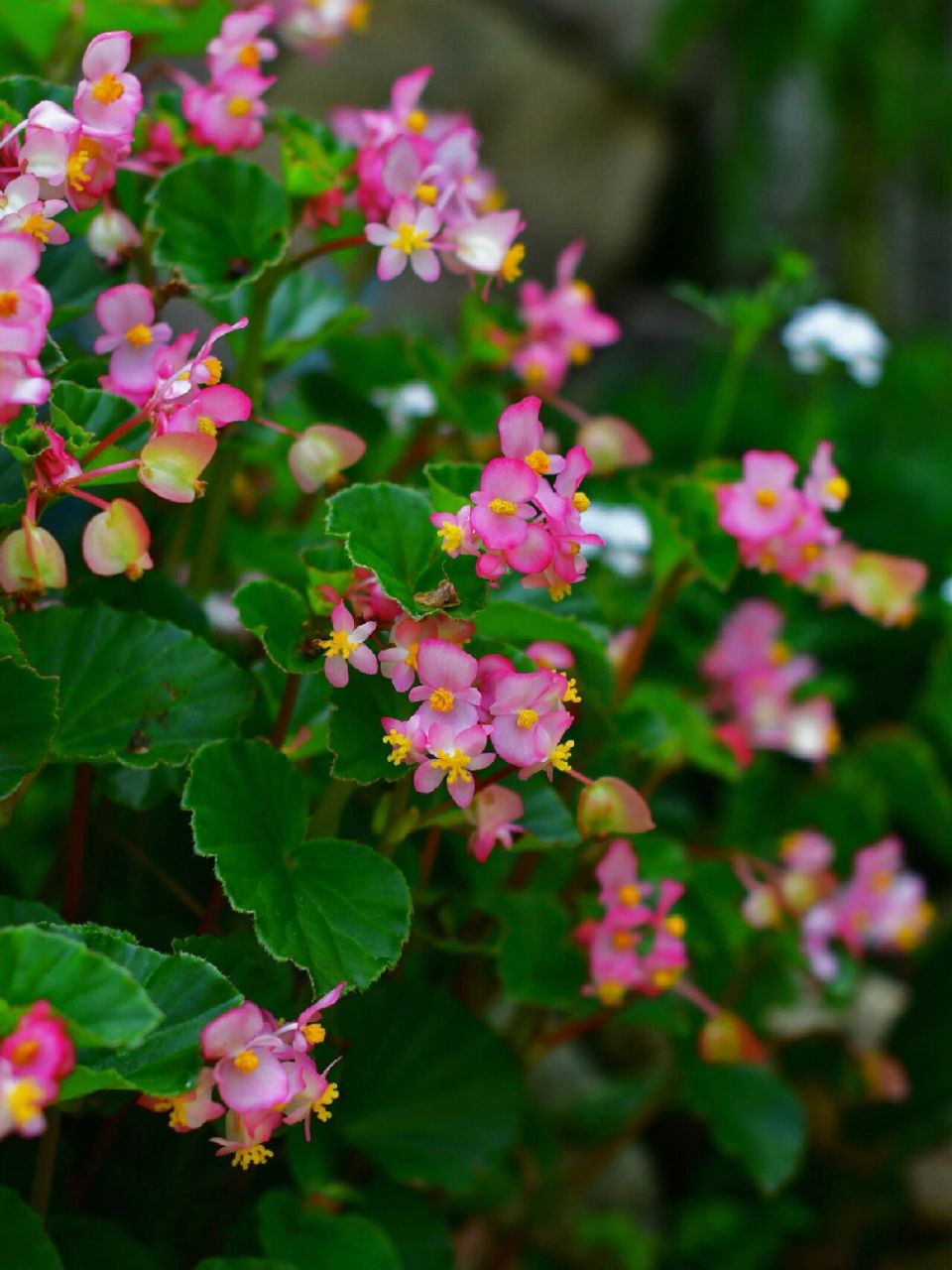 玻璃海棠,好养到爆的草花 只要不缺水,基本就是随时开花