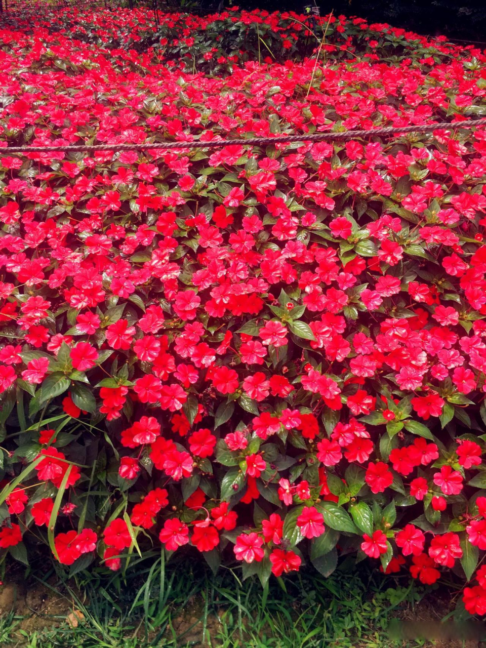 位于曲江新区的西安植物园新园区是一个人气不太旺的景区,一般都是