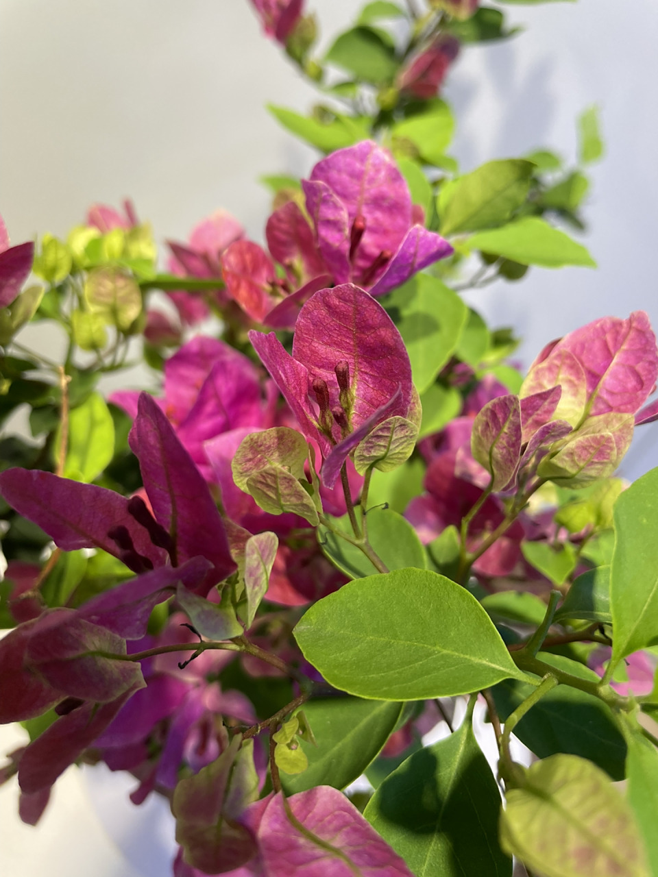 紫色系的三角梅我只卖这款—紫九月 紫色勤花系列,颜色好看,重要的是