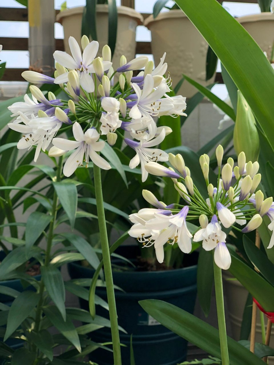 朱顶红,曦荷,非常仙,花如其名 作者非常喜欢的一个品种,虽然不是什么