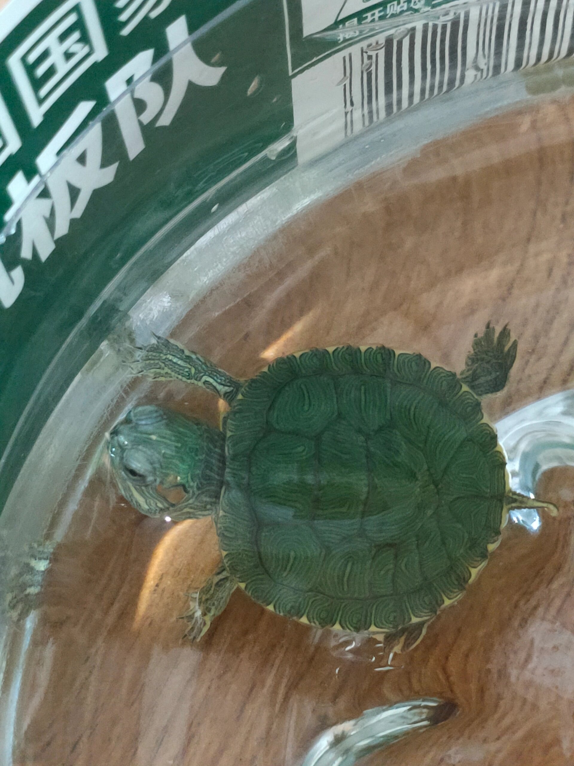 夜市5块钱一只的小乌龟应该怎么养 它一直爬爬爬 是不熟悉环境 还是