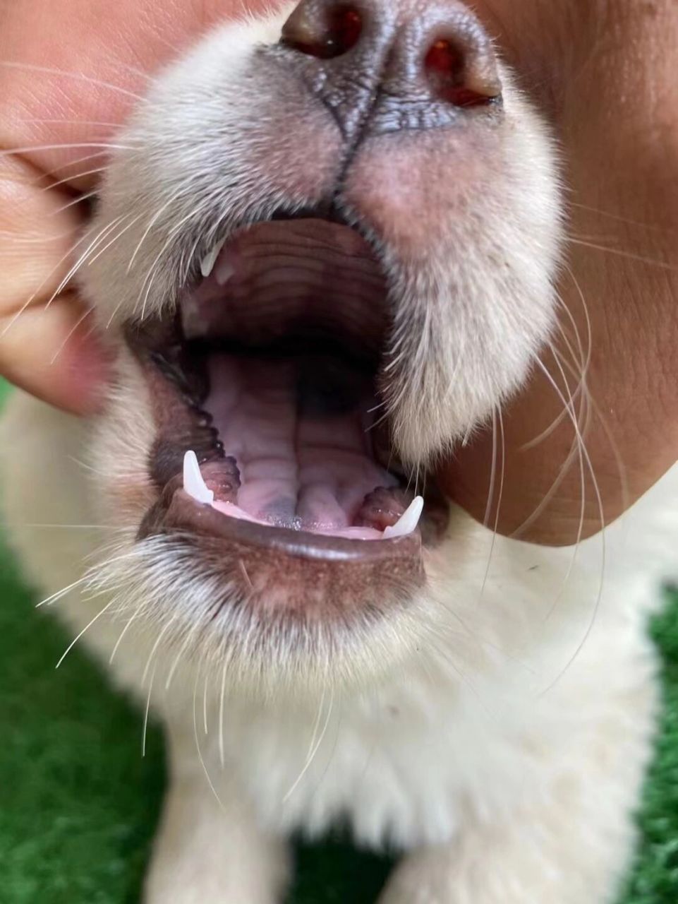 中华田园犬之广西土猎小白土松犬