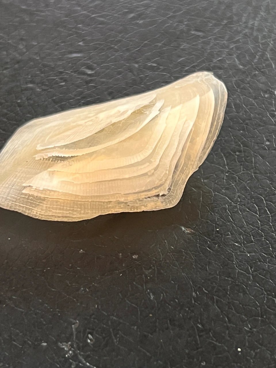 不是所有的鱼鳞,都可以叫做金钱鳘鱼鳞 自带反违标识的金钱鳘鱼鳞