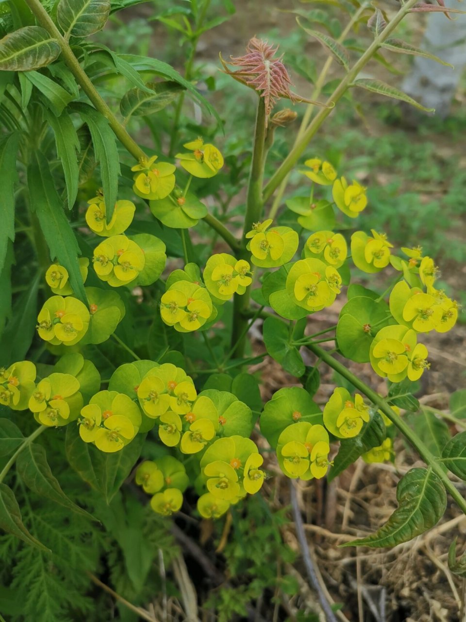 泽漆 泽漆有行水消肿,化痰止咳,解毒杀虫的功效,泽漆有小毒,一定要遵