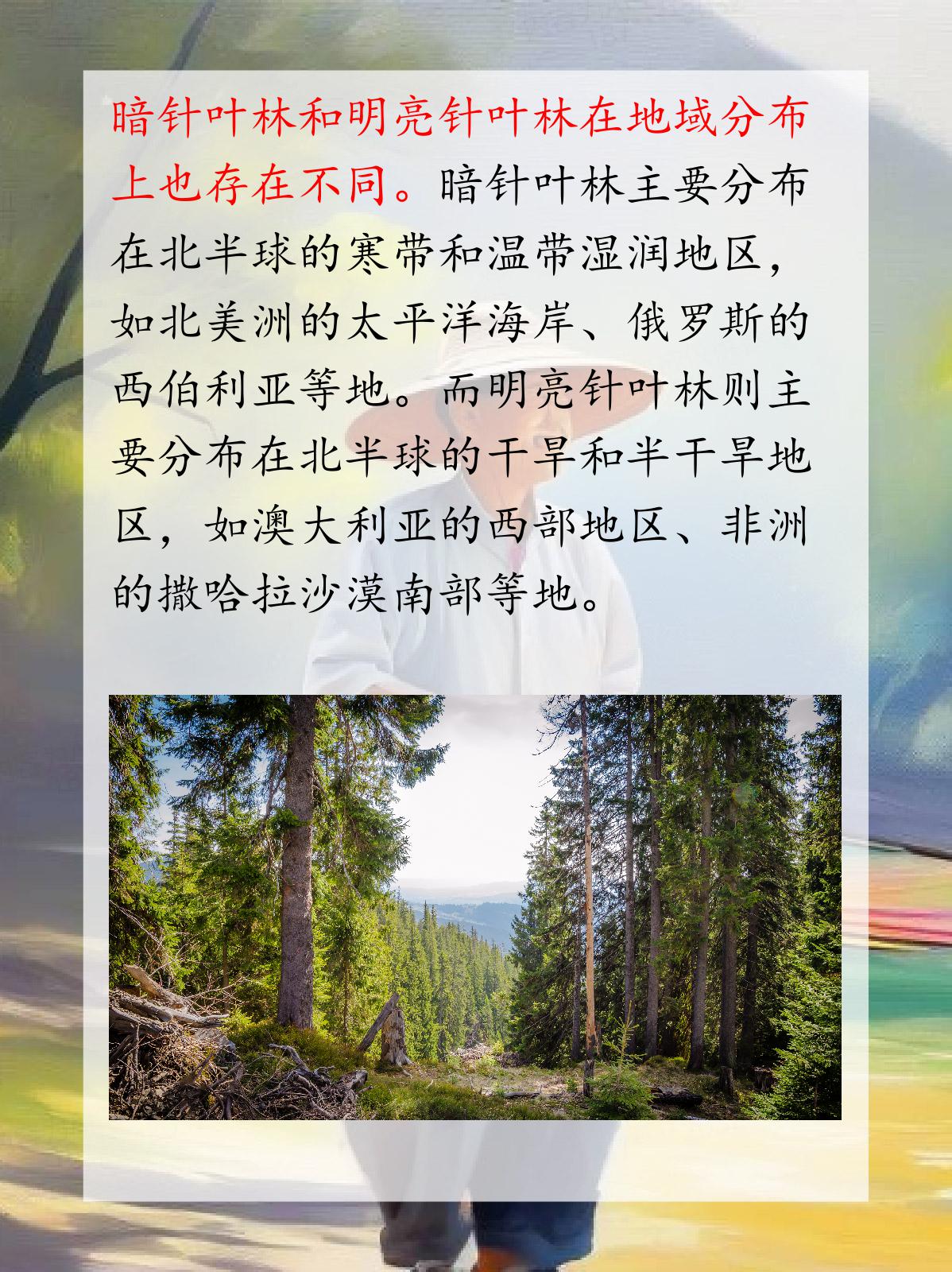 明亮针叶林图片