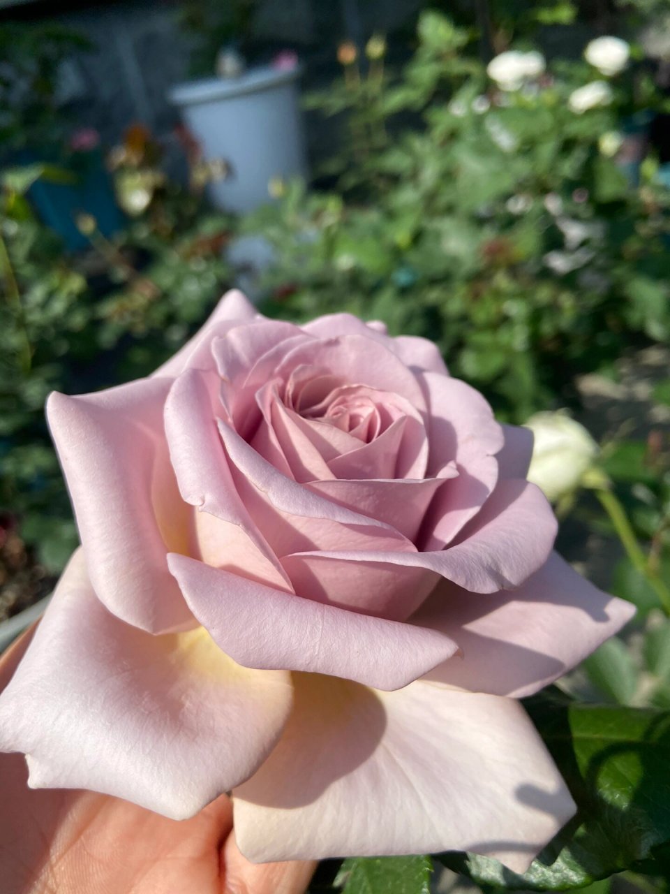 我和我的100颗月季之拿铁咖啡 45号选手:拿铁咖啡 花瓣厚实,花多大,耐