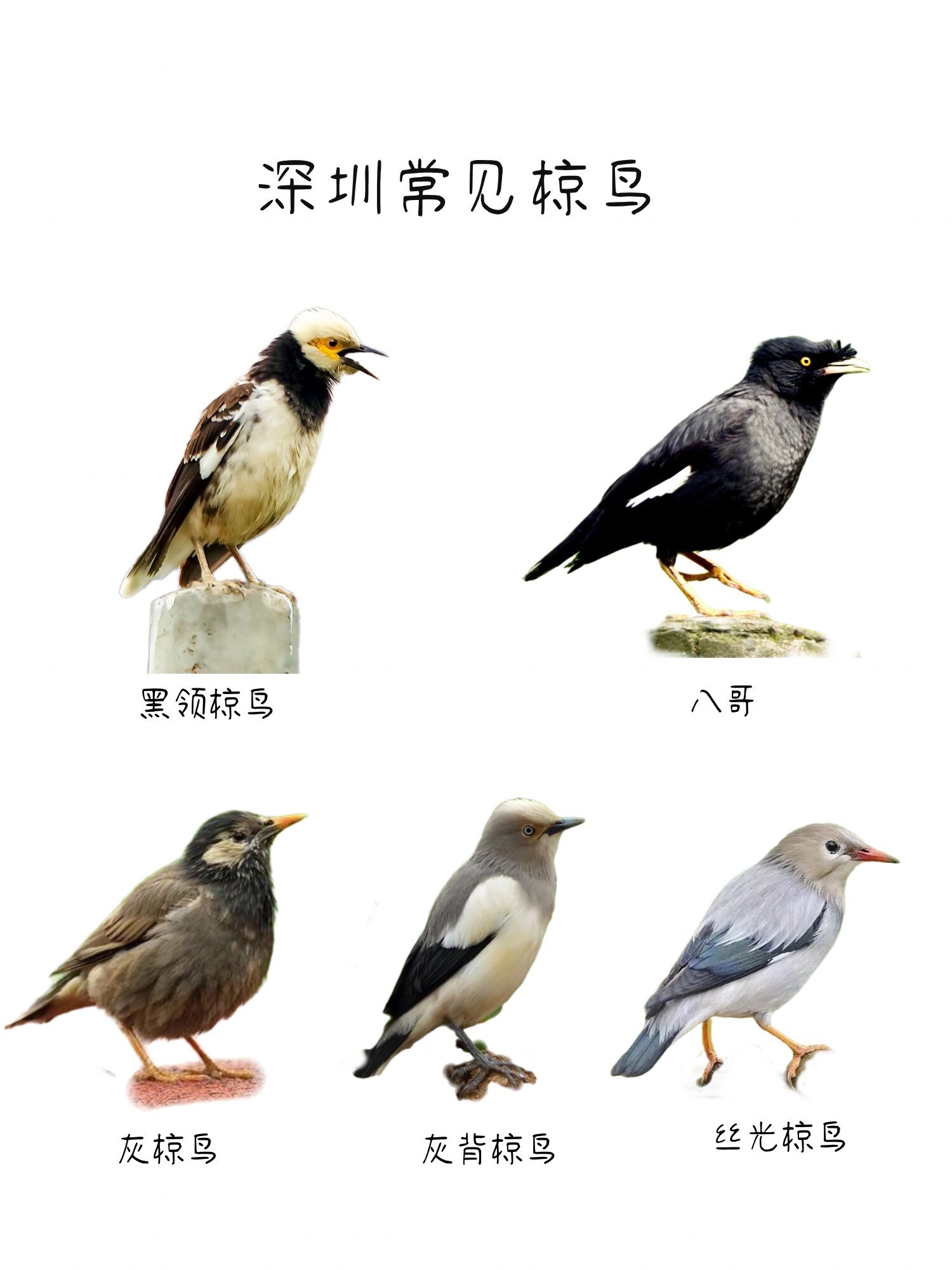 深圳湾爱结群的椋鸟们