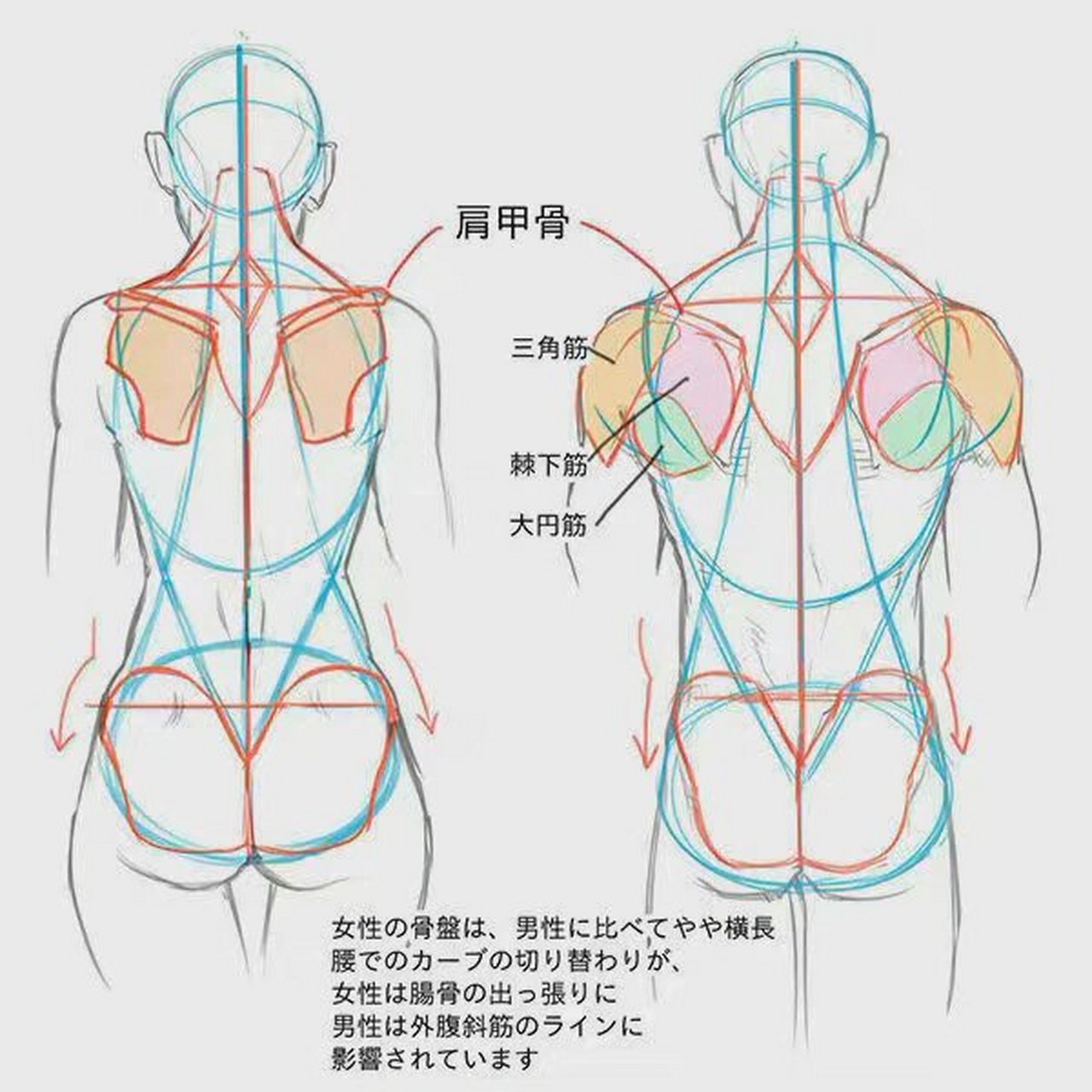 人体后背结构图片