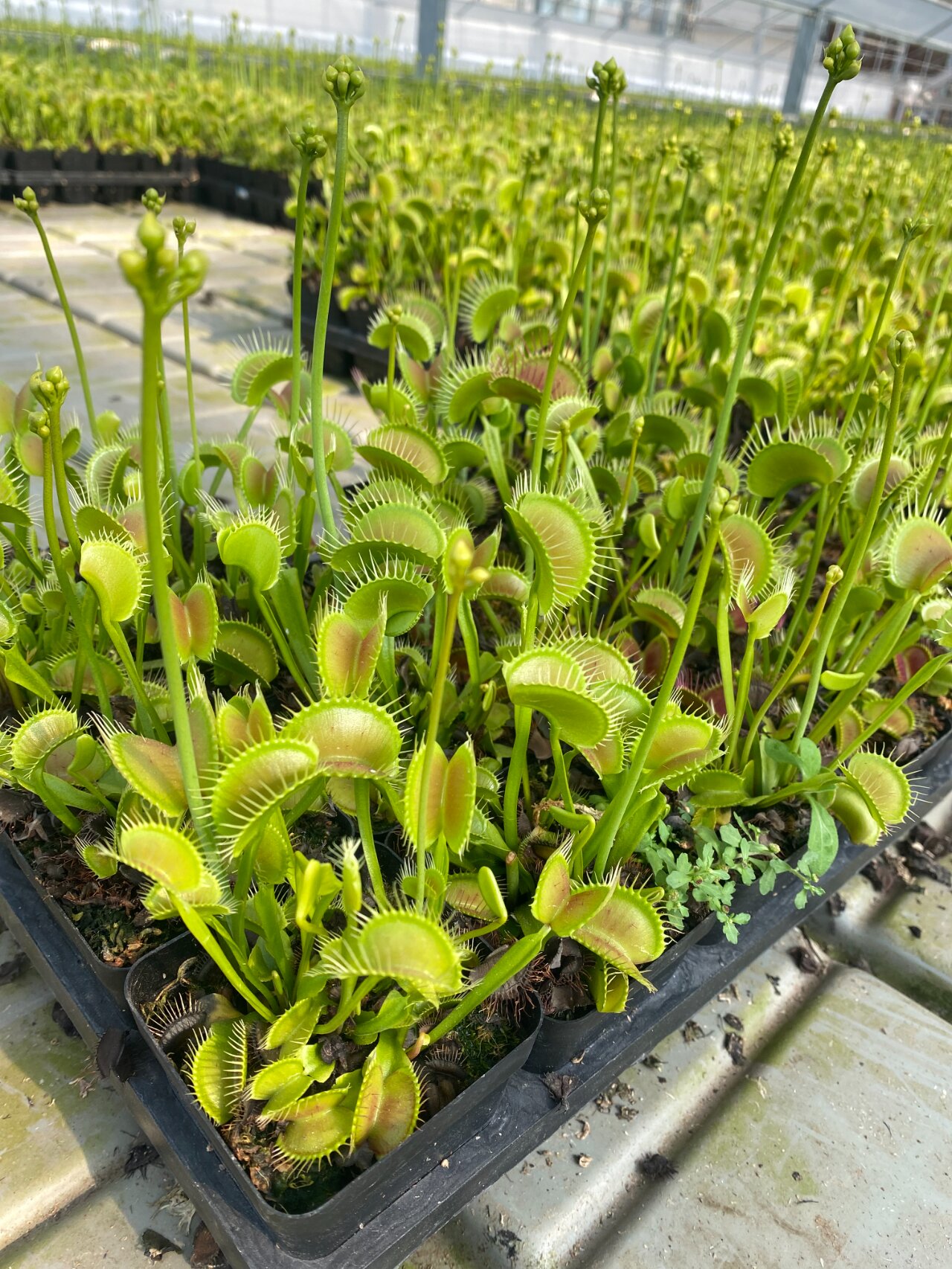 捕蝇草的栽培简介