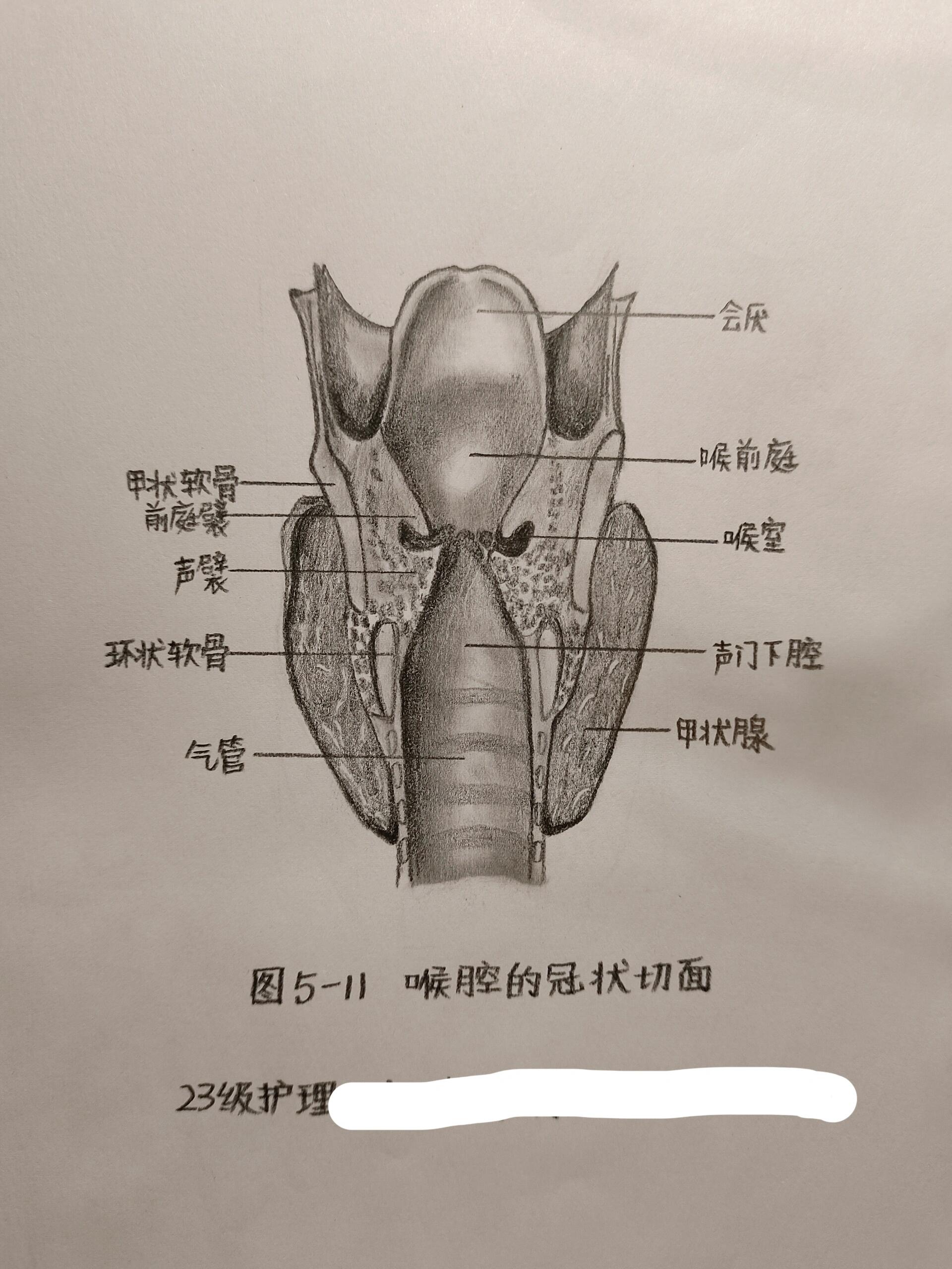 耳的冠状切面观图片