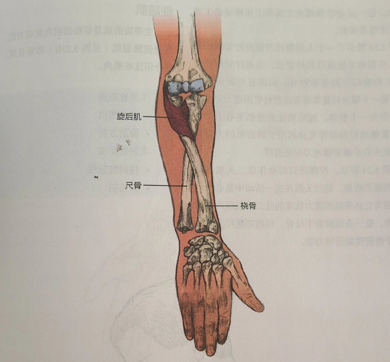 肱骨外上髁肌肉附着点图片