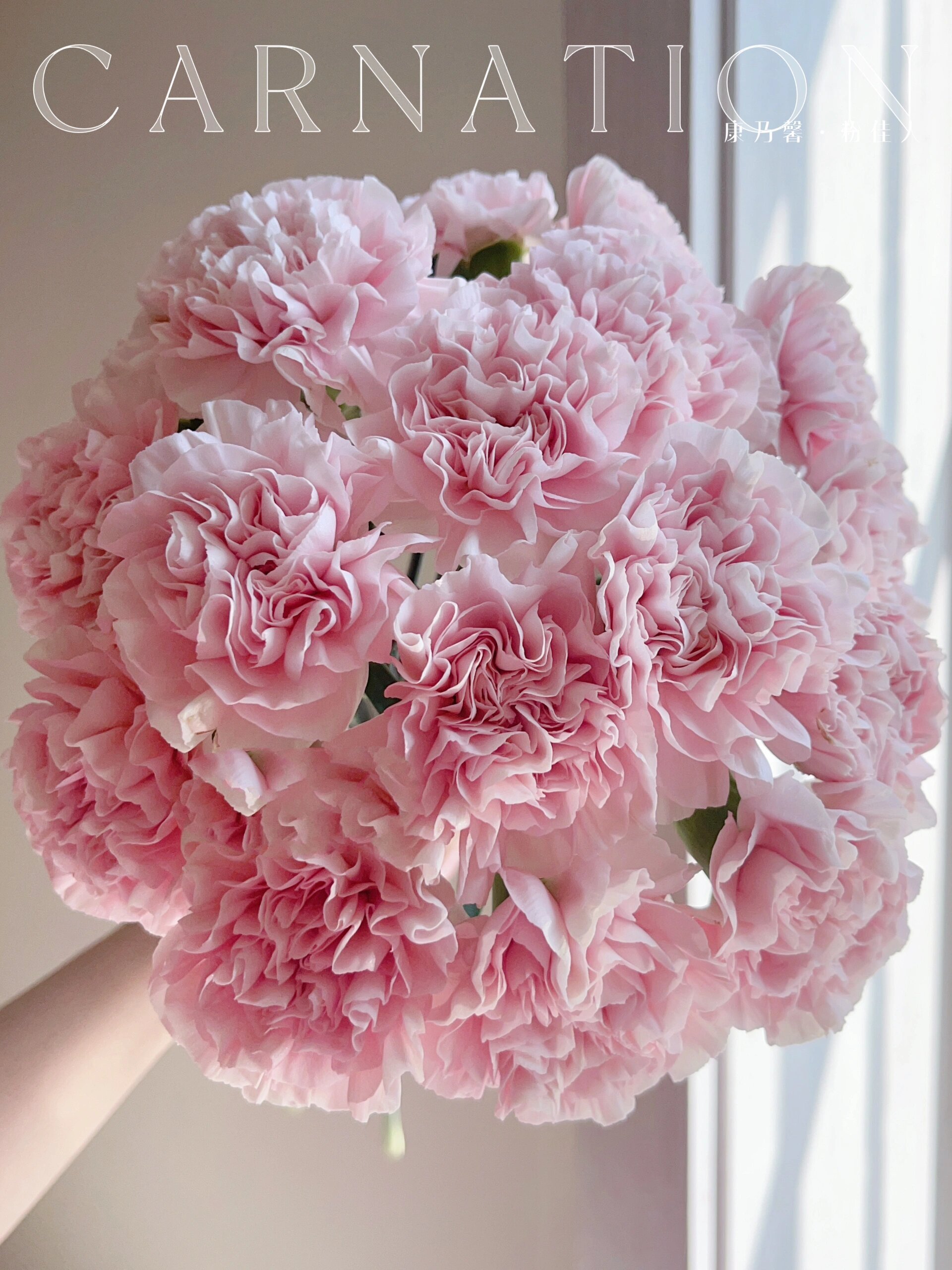 『康乃馨.粉佳人』谁家康乃馨这么美貌惊人!