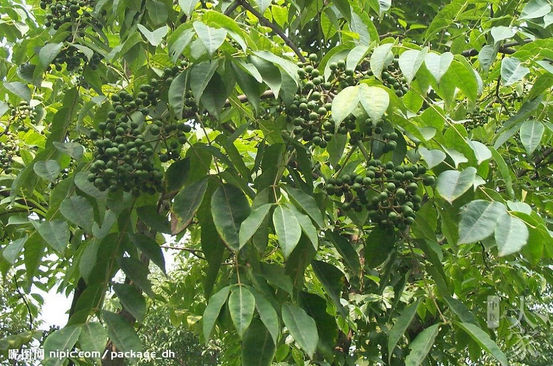 【功效】清热燥湿,泻火解毒,退虚热. 《神农本草经》 味苦,寒.