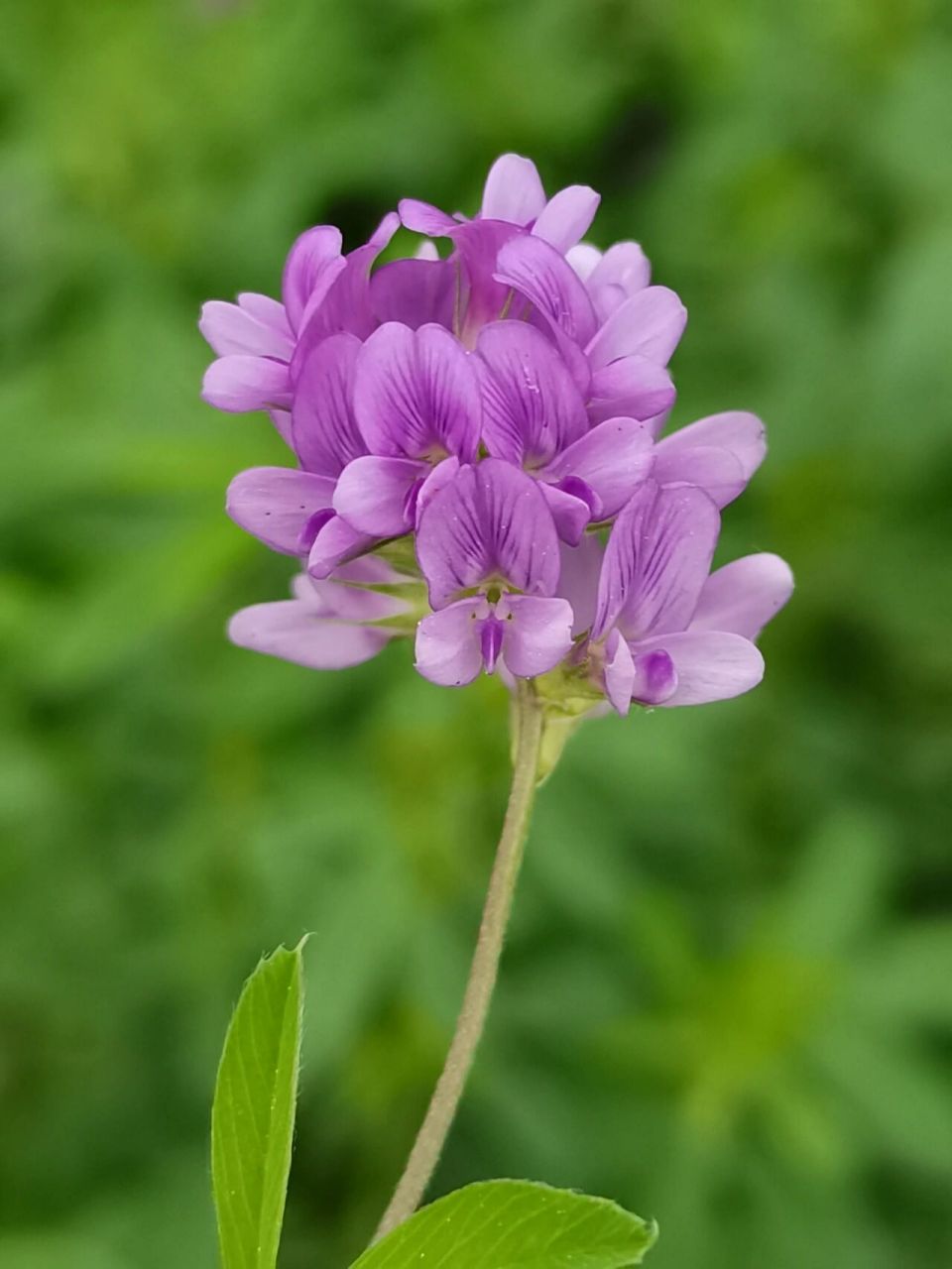 苜蓿花真实图片