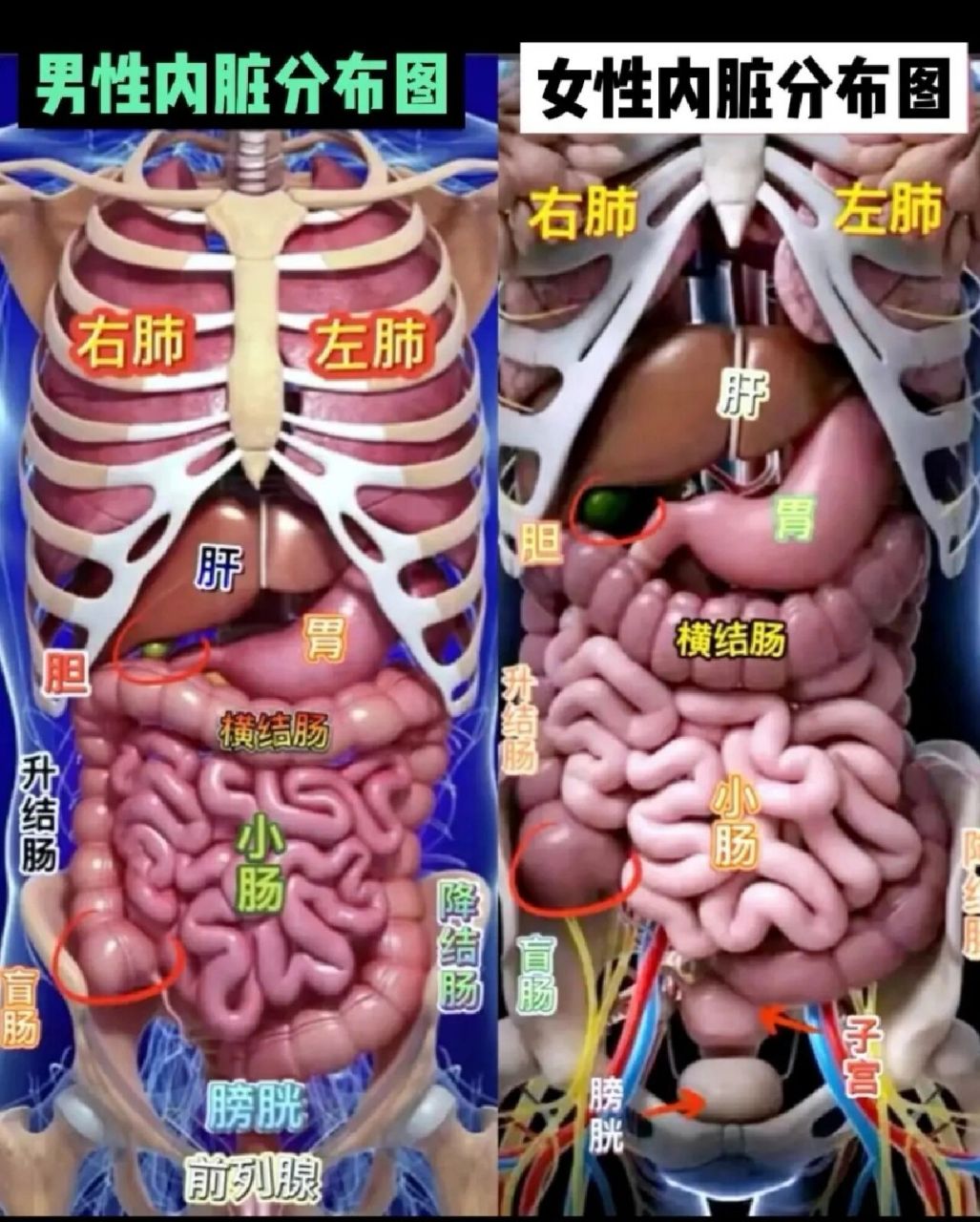 身体内脏器官的分布图图片