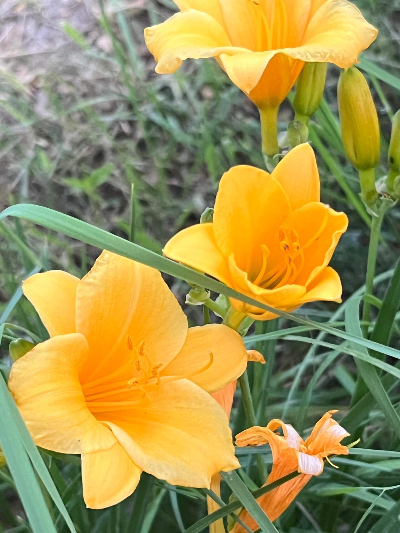 每日一拍(萱草花)