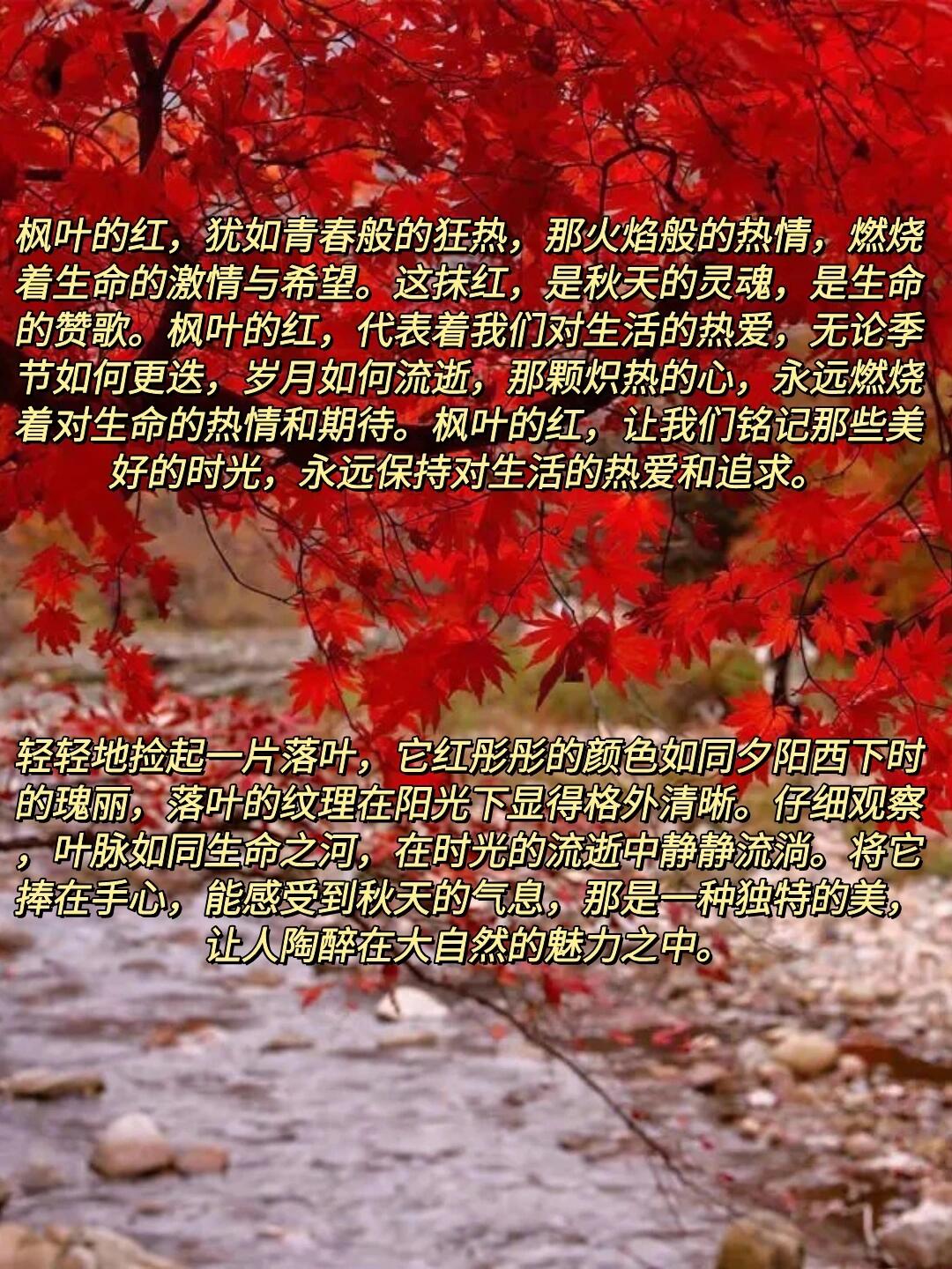 枫叶花语图片