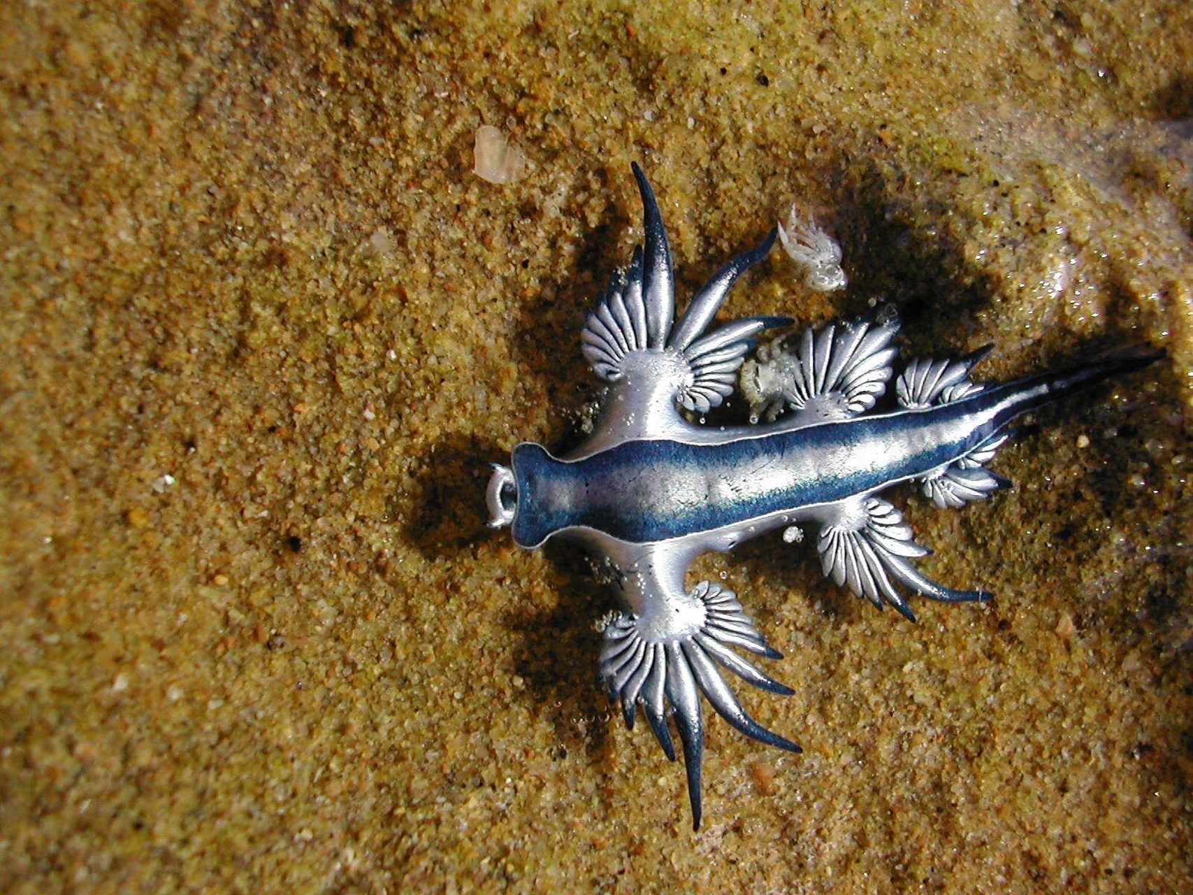 蓝龙 | 喜欢仰泳的大西洋海神 98 fantasea·奇妙海洋 	 21.