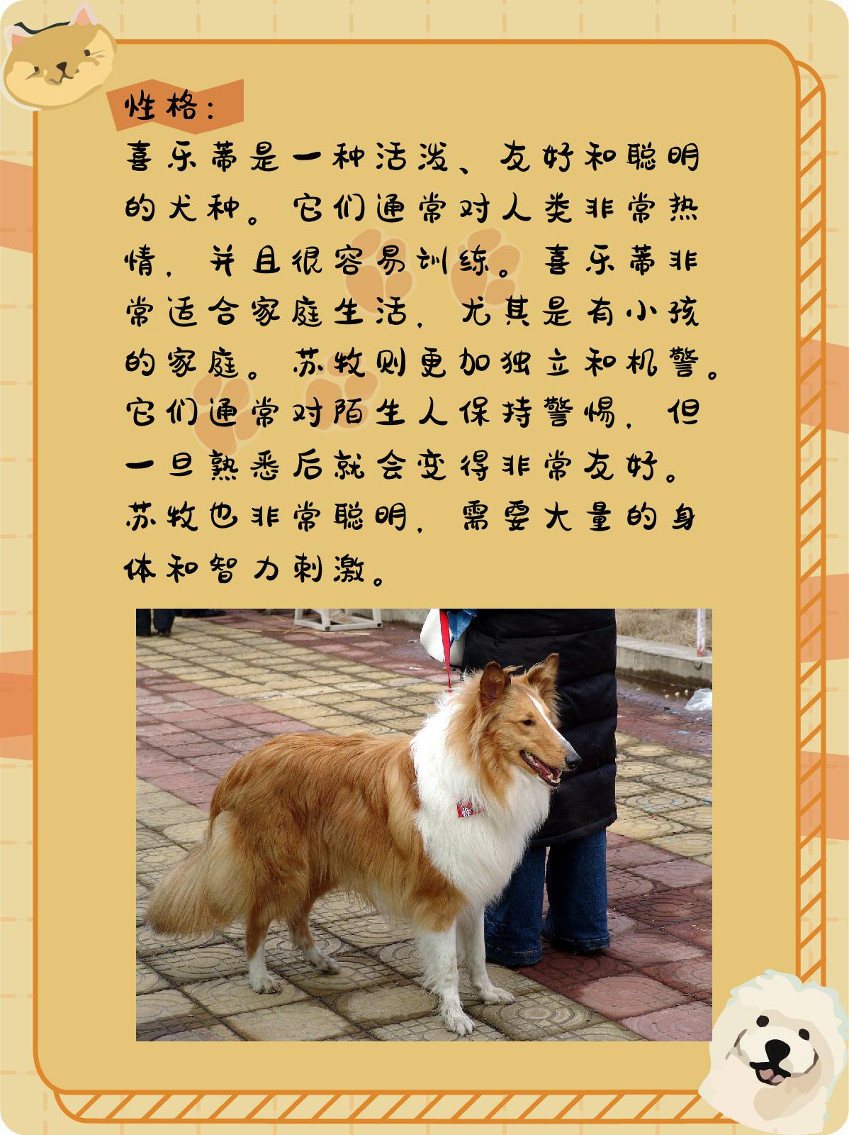 喜乐蒂和苏牧的区别  喜乐蒂和苏格兰牧羊犬都是非常受欢迎的犬种