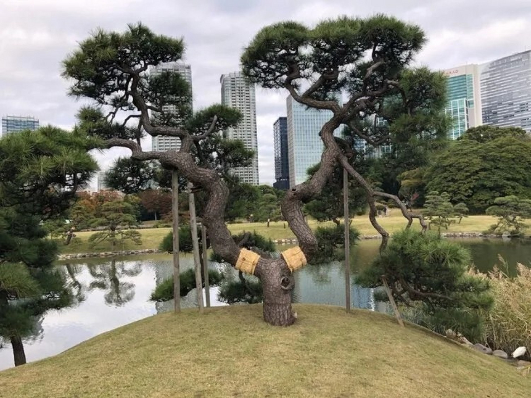 这些造型松树树龄久远,老态龙钟,管理到位