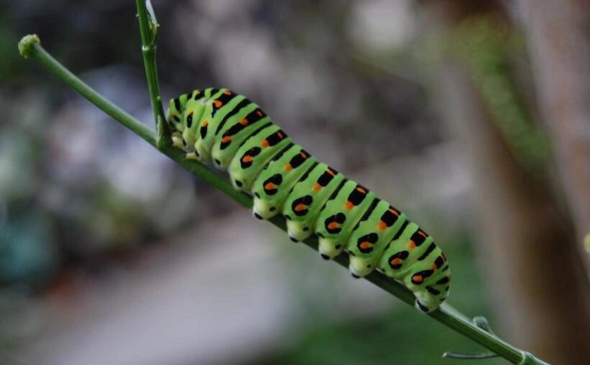 东北杨拉罐 鳞翅目昆虫蛾类的蛹俗称杨拉罐.