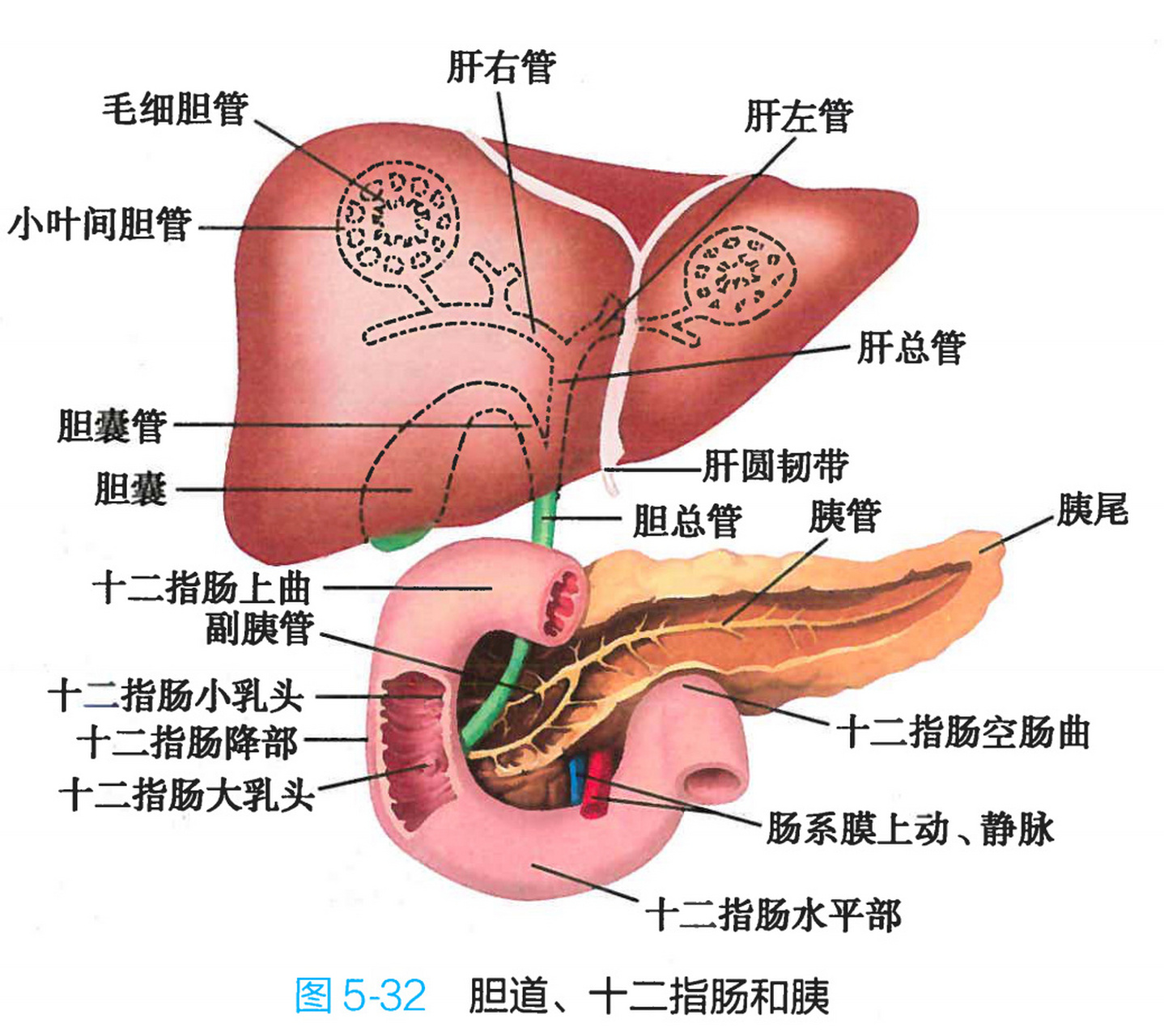 肝包膜图示图片