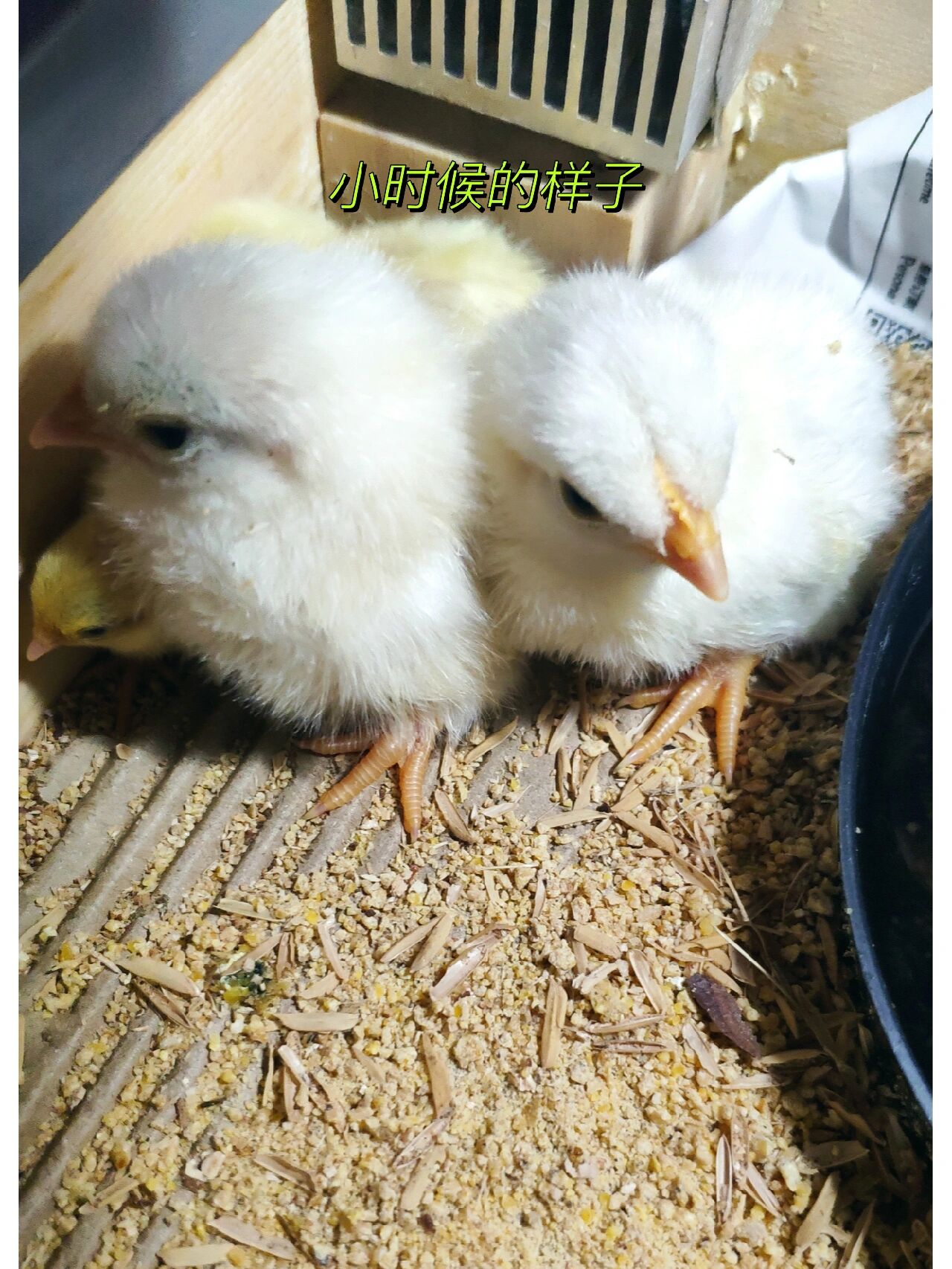 元宝鸡 泰国白桂鸡,快满两个月,刚好一对