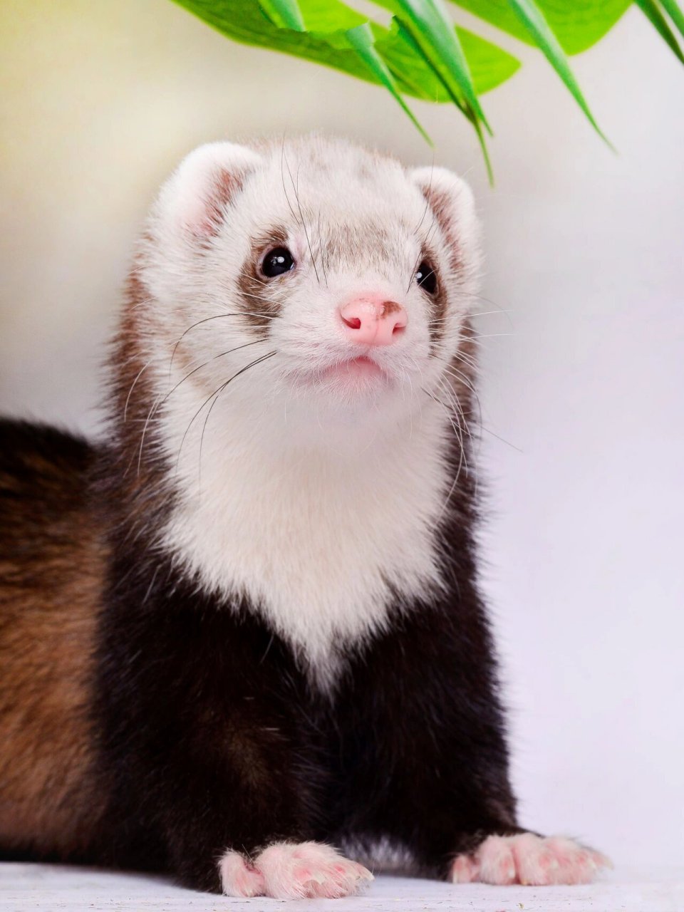 安格鲁雪貂圣诞写真宠物摄影宠物貂拍照上海 宠物摄影工作室爱宠萌宠