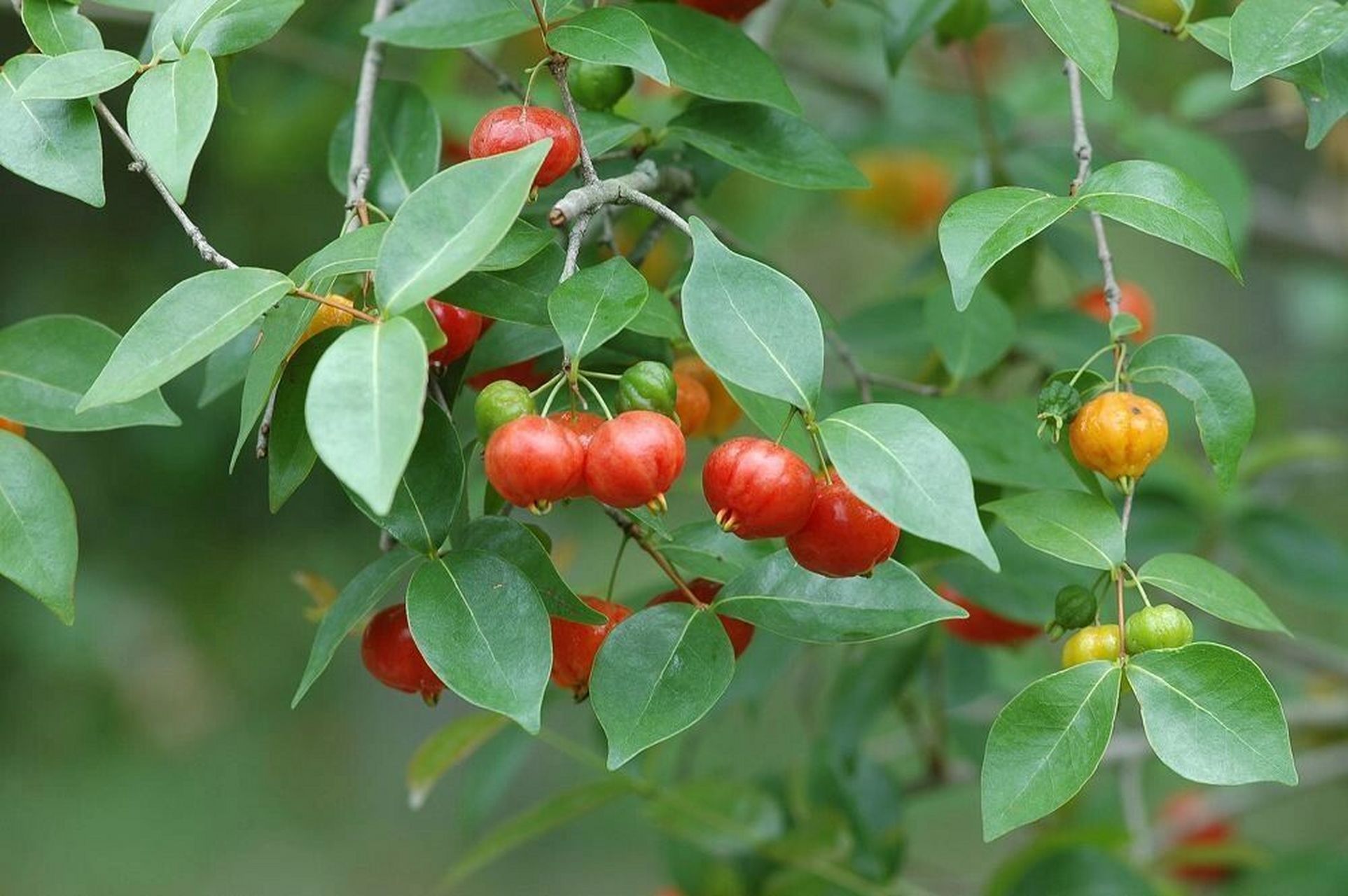 结小红果的植物大全图片