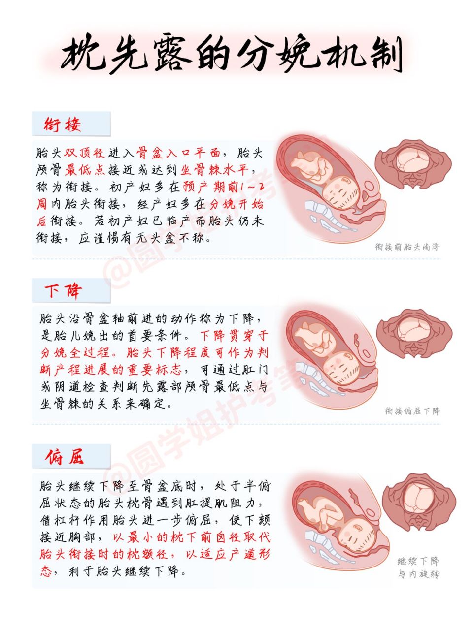 左枕前位 先露图片