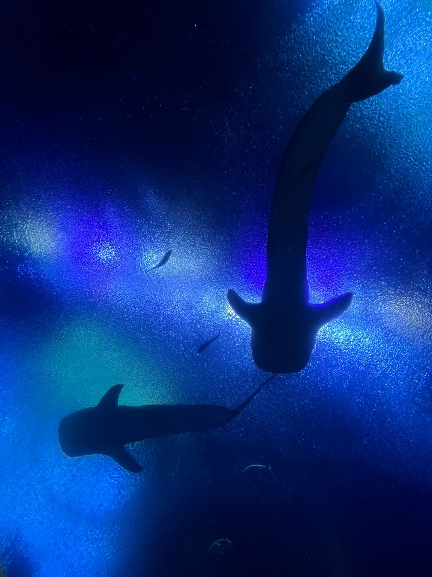 珠海长隆鲸鲨馆夜宿体验攻略