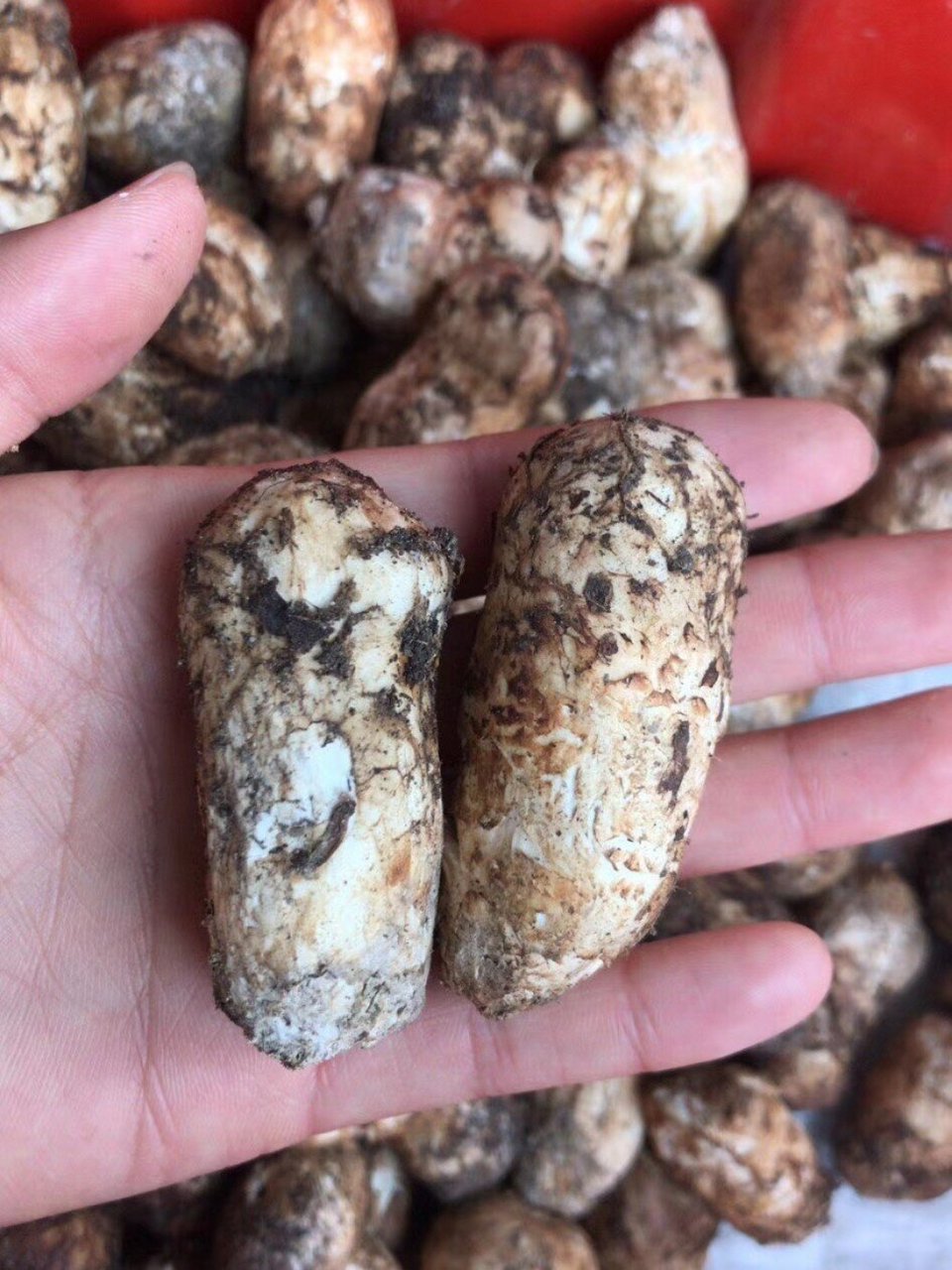 云南野生菌-松茸 松茸,学名松口蘑,别名松蕈,合菌,台菌,是世界上珍稀