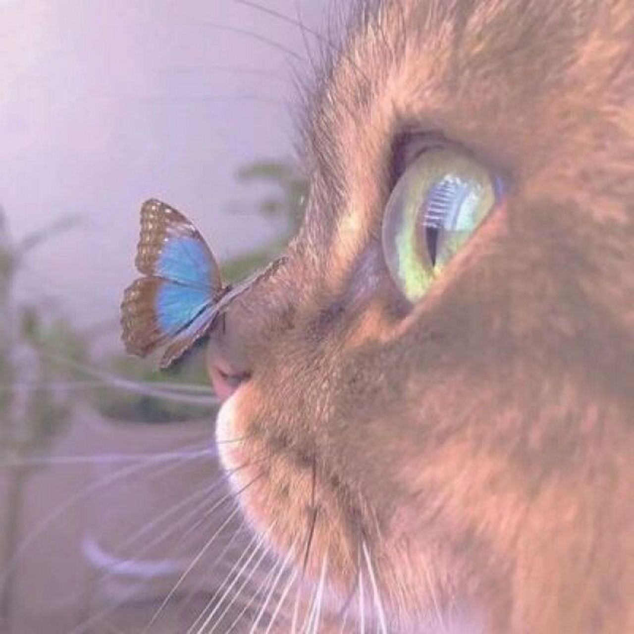 猫微信头像 帅气图片