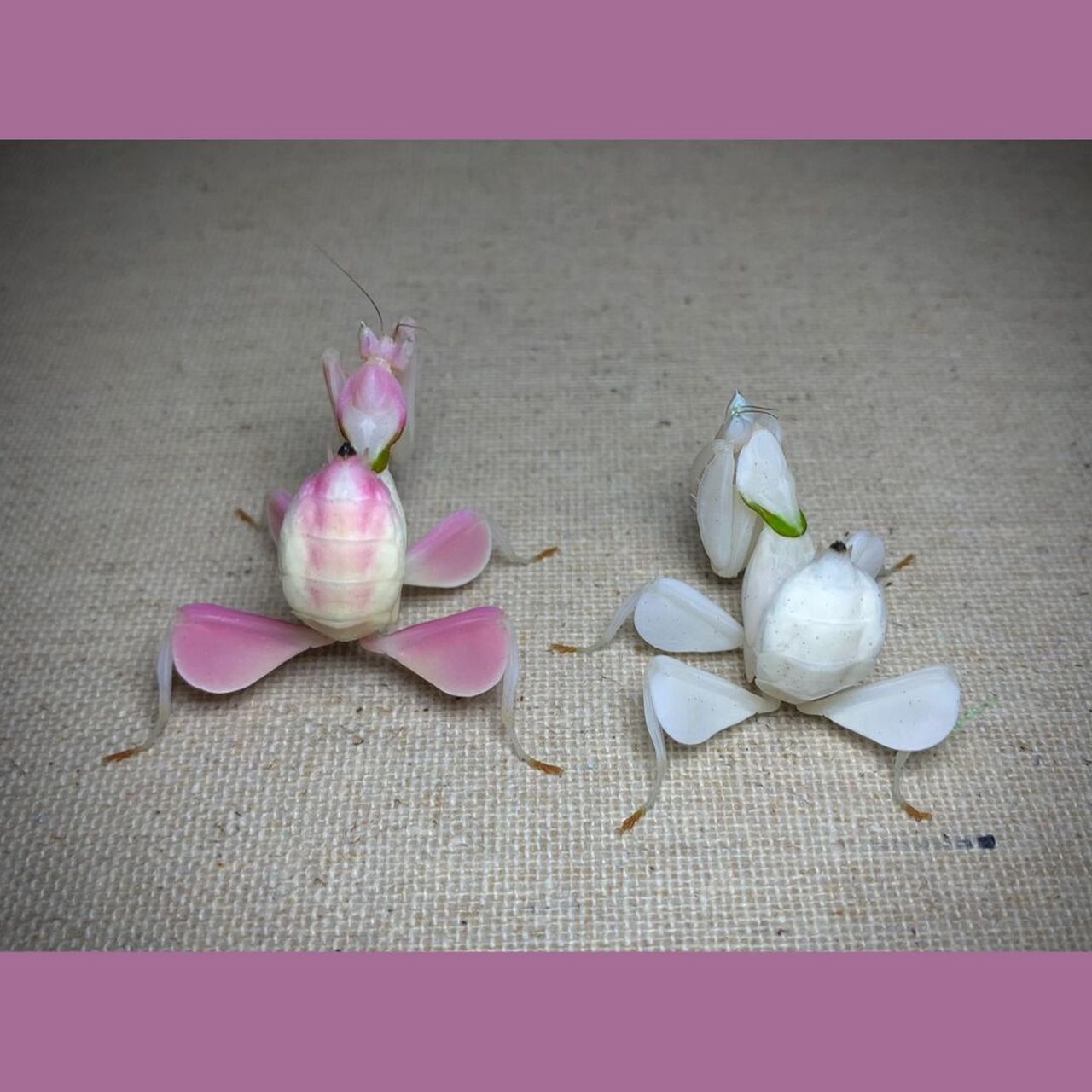 双色小兰花～ 一粉一白的末龄母虫[偷笑]#昆虫# #螳螂# #玉兰花