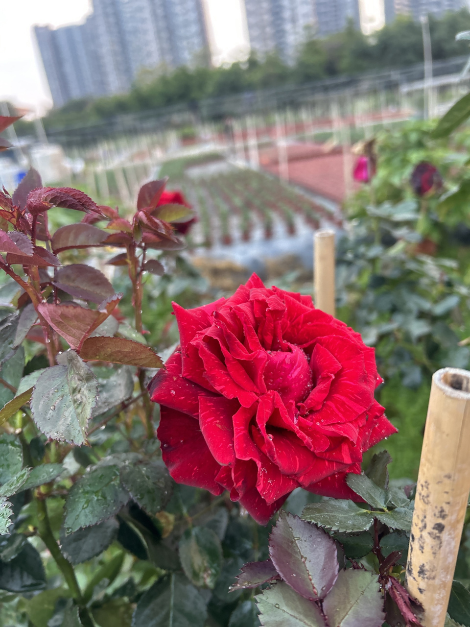 红色直觉 灌木月季花 花色:深红和浅红组成的条纹,花径在可以达到8