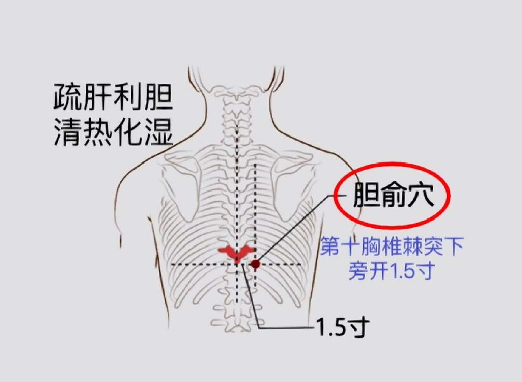 背部胆经的准确位置图图片