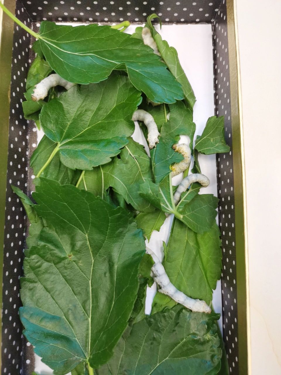 蚕宝宝除了吃桑叶还吃什么?